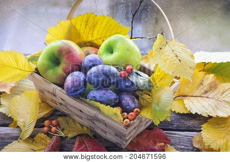 ripe red green apples lie on an old wooden table surrounded by dry autumn leaves wicker basket scattered autumn leaves on an old wooden background wicker basket with prunes