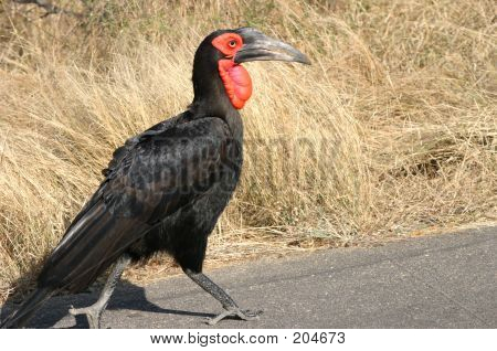 Ground Hornbill