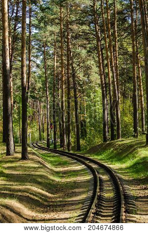 Railway in the beautiful forest of pines and penetrating rays of the sun in the summer
