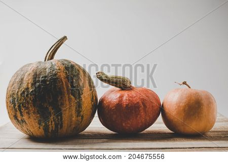 Pumpkins