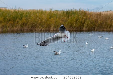 A flock of white big seagulls in an autumn park in the evening fishing in the lake