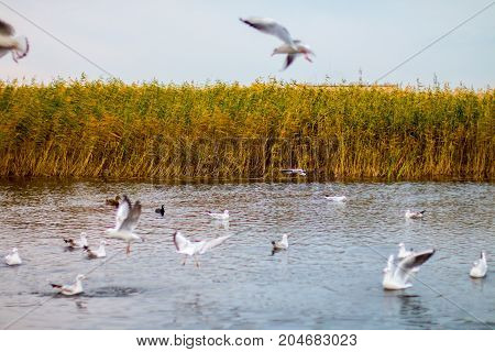 A flock of white big seagulls in an autumn park in the evening fishing in the lake