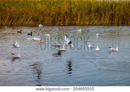 A flock of white big seagulls in an autumn park in the evening fishing in the lake
