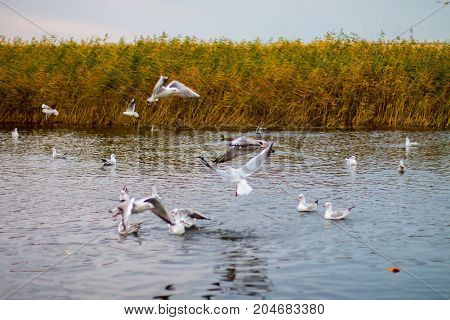 A flock of white big seagulls in an autumn park in the evening fishing in the lake