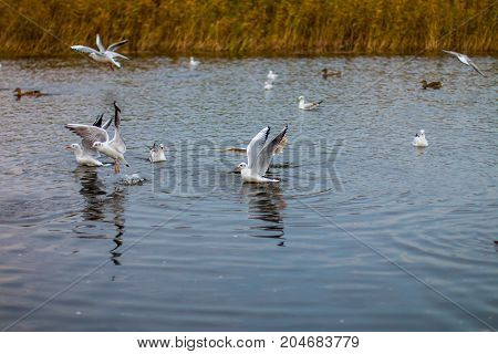 A flock of white big seagulls in an autumn park in the evening fishing in the lake