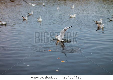 A flock of white big seagulls in an autumn park in the evening fishing in the lake