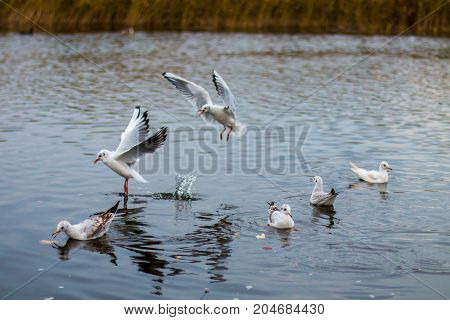 A flock of white big seagulls in an autumn park in the evening fishing in the lake