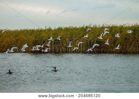 A flock of white big seagulls in an autumn park in the evening fishing in the lake