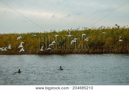 A flock of white big seagulls in an autumn park in the evening fishing in the lake