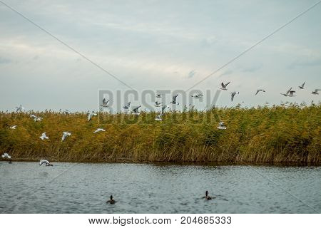 A flock of white big seagulls in an autumn park in the evening fishing in the lake