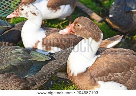 Muscovy Duck Closeup