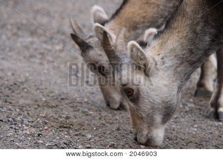 Pecore di pietra