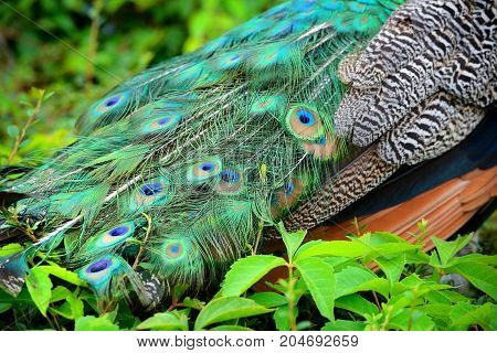 Colorful peacock feathers. Peacock Detail. Close up