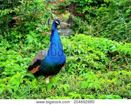 Peacock (pavo Linnaeus). Male Peacock. Portrait Of A Beautiful Peacock In Nature Park
