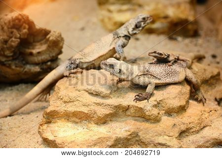 Common Chuckwalla (sauromalus Ater) Sitting On Stones