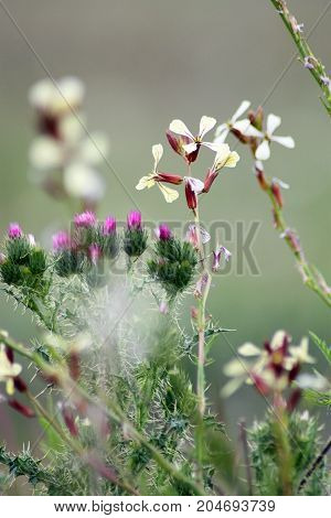 Beautiful meadow flowers on the green background