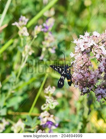 Nine-spotted moth or yellow belted burnet Amata phegea formerly Syntomis phegea close-up on flowers selective focus shallow DOF.
