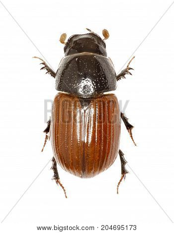 Dung Beetle Aphodius on white Background - Aphodius fimetarius (Linnaeus 1758)