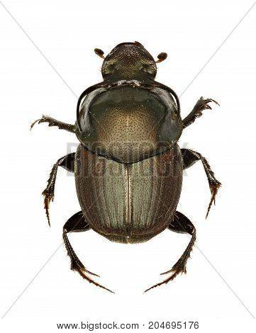 Dung Beetle Onthophagus on white Background - Onthophagus illyricus (Scopoli 1763)