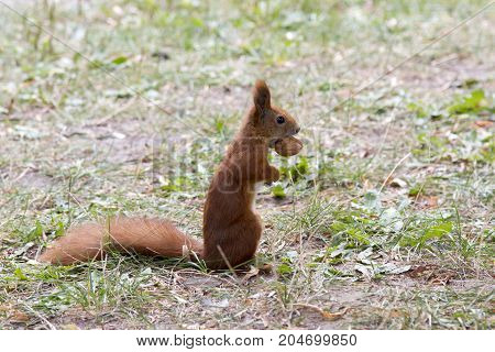 Red Squirrel Gnaws Walnuts Close-up