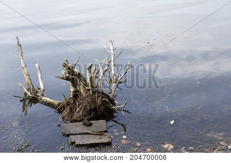 Big snag in the lake macro wood tree