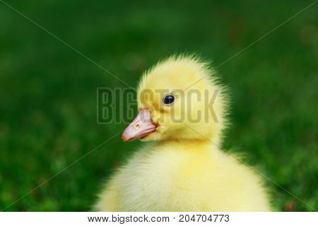 The little yellow duckling on green grass