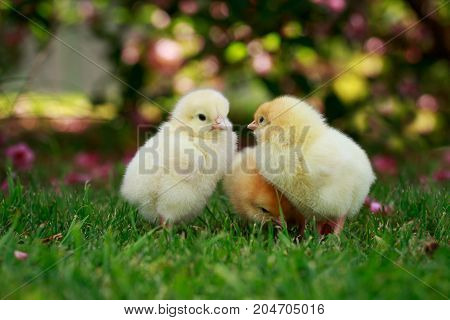 The little chickens on a green grass