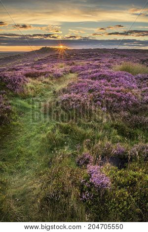 Stunning Dawn Sunrise Landscape Image Of Heather On Higger Tor In Summer In Peak District England
