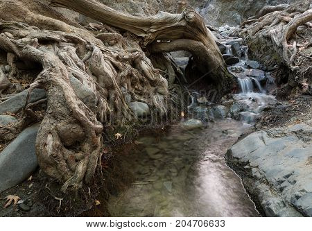 Small and beautiful stream of water flowing through giant beautiful tree roots. Millomery waterfall Troodos mountains Cyprus