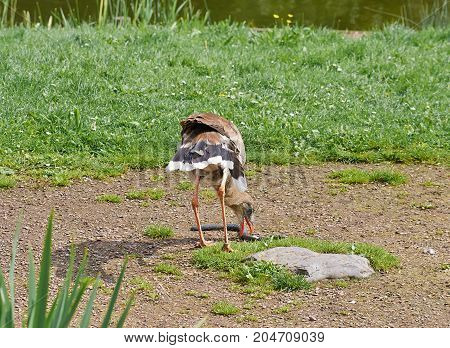 Red legged seriema bird (Cariama cristata) saw a snake.