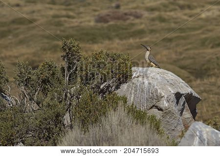 Andean Flicker (Colaptes rupicola), a type of woodpecker, in Lauca National Park, northern Chile.