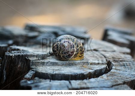 Snail shell over an old tree stump