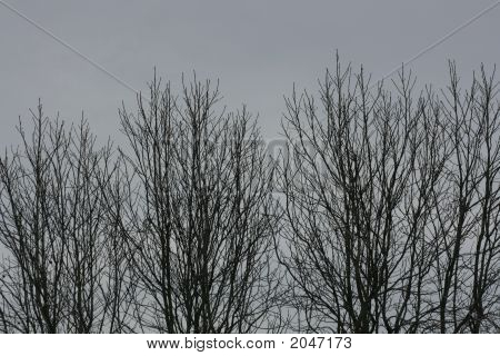 Winter Trees