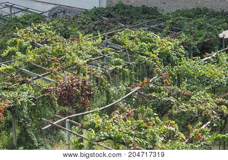 Vineyard Grapevine Plantation In Aosta Valley