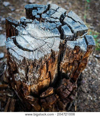 Old tree trunk showing nice breaking patterns in the forest