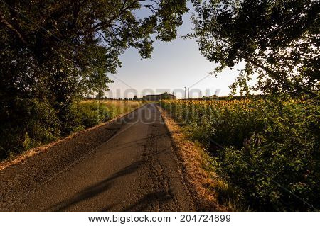 A rural road crossing a daisies field in a Tuscany town