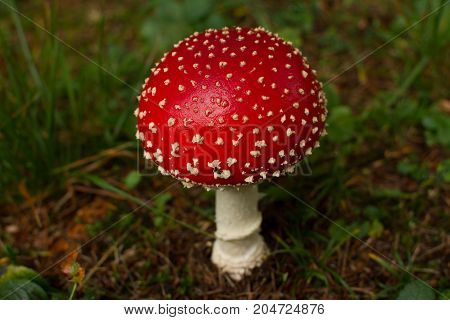 An Amanita Muscaria mushroom captured in the forest during the early morning