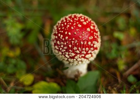 An Amanita Muscaria mushroom captured in the forest during the early morning