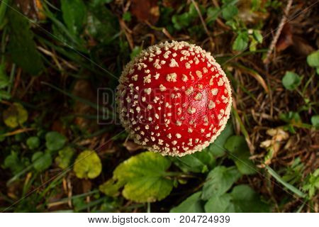An Amanita Mushroom captured in the forest during the early morning