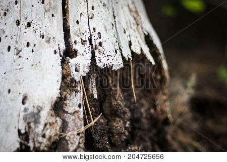 Old rotting tree stump close up in the forest