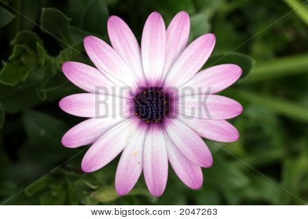 Daisy