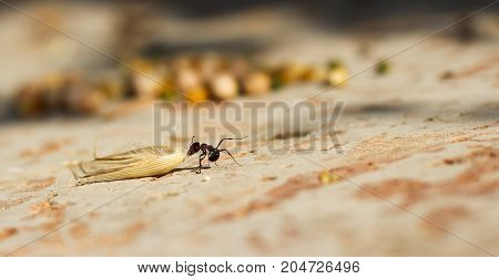 Hey ant dragging an oat seed preparing for winter