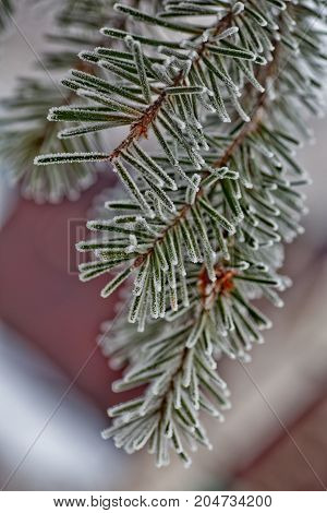 Branch Of Blue Fir-tree Blue, Green, White, Colorado Blue Spruce, Picea Pungens Covered With Hoarfro