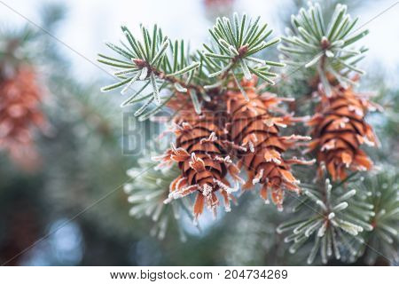 Mature cone on Branch of blue fir-tree blue green white Colorado blue spruce Picea pungens covered with hoarfrost. New Year's Bekraund. Place for a copy-paste.