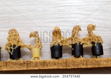 Quilted queen bees on the frame. Errors in the breeding of queen bees. Plastic cups for queen cells. Destruction of the larvae of queen bees
