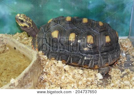 A Large Swamp Turtle