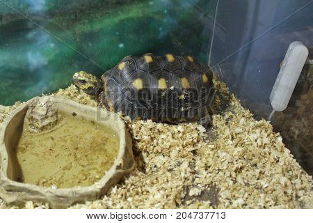 A Large Swamp Turtle