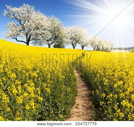 Rapeseed canola or colza field with parhway sun and alley of flowering cherry trees - Brassica Napus - rape seed is plant for green energy and oil industry - spring time view