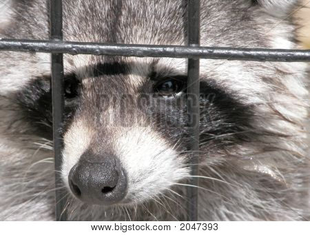 Racoon Thru Fence