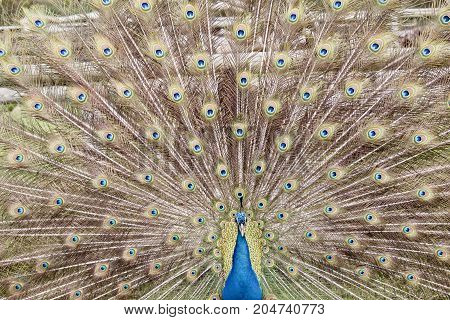 the male peacock is displaying all his tail featers trying to attract a mate